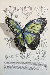 papillon vert 13x19 scaled 1 Tableau sur livre Papillon Verdoyant