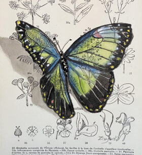 Aquarelle et encre de chine sur page d'un livre ancien. Modèle unique. Dimension 13 x 19 cm. Prix sans cadre.
