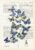 Tableau sur vieux livre « Virgule de papillons »